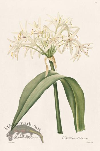 Les Liliacees Redoute 332